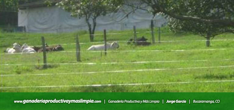 Ganadería Productiva y Más Limpia Jorge García División de Potreros