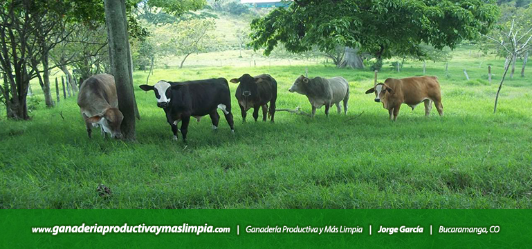 Ganadería Productiva y Más Limpia Jorge García Bienestar Animal